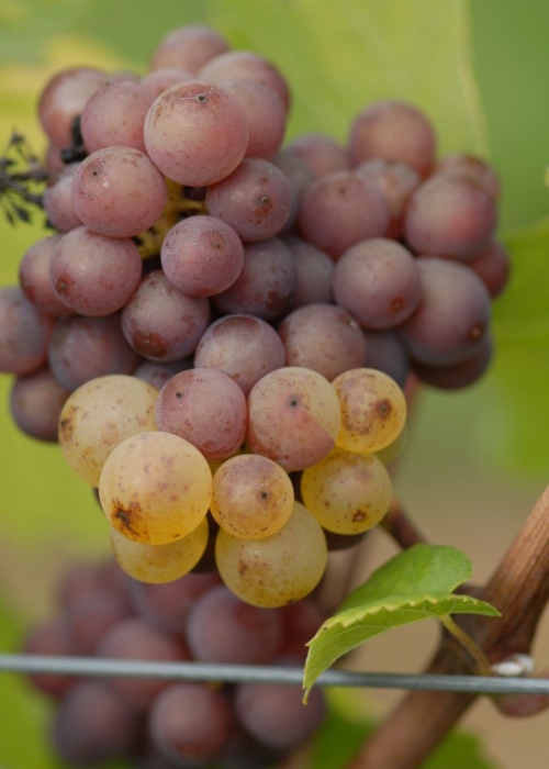 Mutation von Grauburgunder zu Weisburgunder ANT 0916
